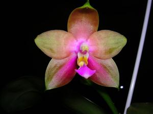 Phalaenopsis Penang Girl