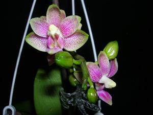 Phalaenopsis Liu's Yellow Star Dust