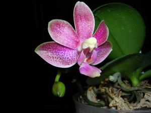 Phalaenopsis Liu's Yellow Star Dust