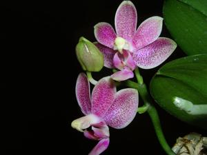 Phalaenopsis Liu's Yellow Star Dust