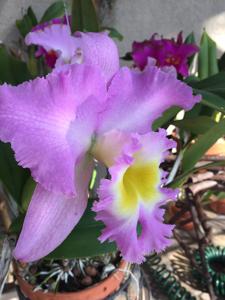 Rhyncholaeliocattleya Mount Hood