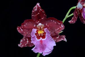 Oncostelopsis Helmut Sang