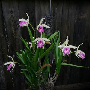 Brassocattleya Kosh Wallis