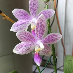 Phalaenopsis Taida Sunshine