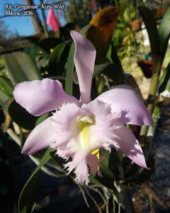 Rhyncholaeliocattleya Groganiae