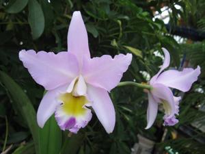 Laeliocattleya Puppy Love