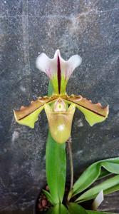 Paphiopedilum Lathamianum