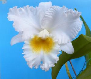 Cattleya Queen Sirikhit