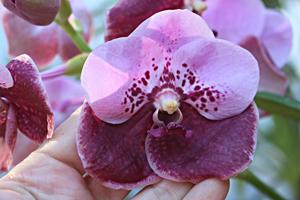 Vanda Pimsai