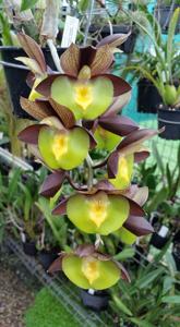 Catasetum Jessie Ang