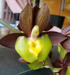 Catasetum Jessie Ang