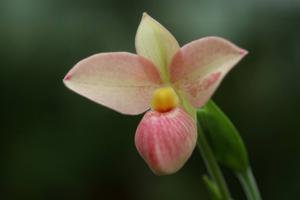 Phragmipedium Hanne Popow