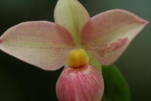 Phragmipedium Hanne Popow