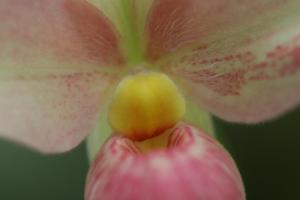 Phragmipedium Hanne Popow