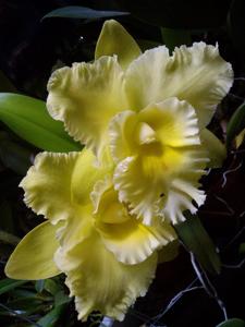 Rhyncholaeliocattleya Marie Lemon Stick