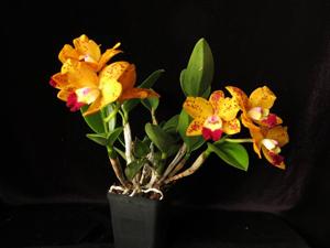 Rhyncholaeliocattleya Dendi's Gem