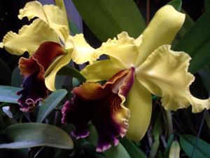 Cattleya Alma Wichmann