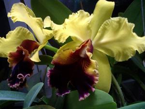 Cattleya Alma Wichmann