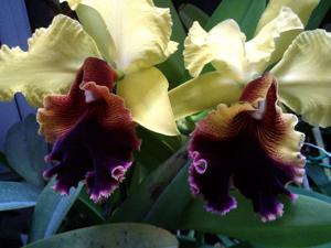 Cattleya Alma Wichmann