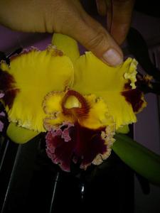 Rhyncholaeliocattleya Taiwan Yellow Cat