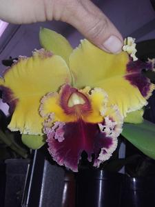 Rhyncholaeliocattleya Taiwan Yellow Cat