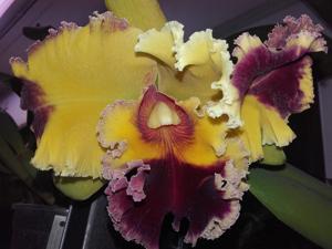 Rhyncholaeliocattleya Taiwan Yellow Cat