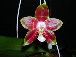 Phalaenopsis Yaphon Goodboy