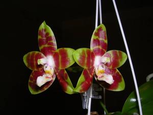 Phalaenopsis Yaphon Goodboy