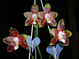 Phalaenopsis Yaphon Goodboy