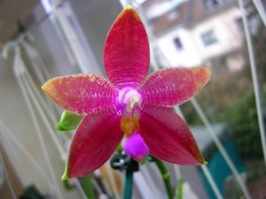 Phalaenopsis Yaphon Sensational