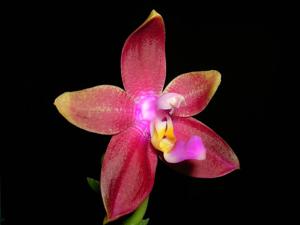 Phalaenopsis Yaphon Sensational