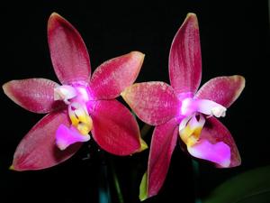 Phalaenopsis Yaphon Sensational