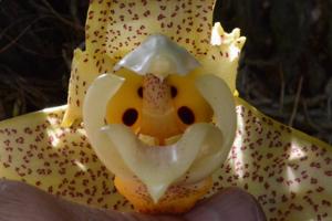 Stanhopea Ronsard