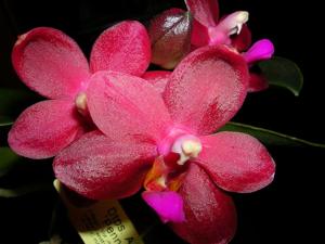 Phalaenopsis Abed-nego