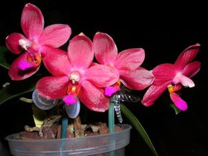 Phalaenopsis Abed-nego