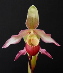 Phragmipedium Perseus