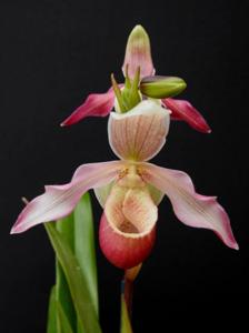 Phragmipedium Perseus