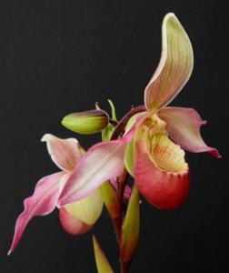 Phragmipedium Perseus