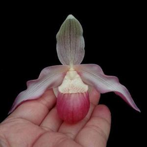 Phragmipedium Perseus