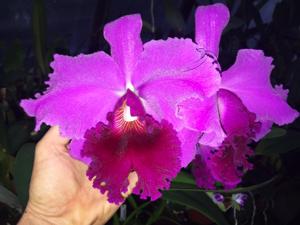 <i>Cattleya</i> Betty Ford