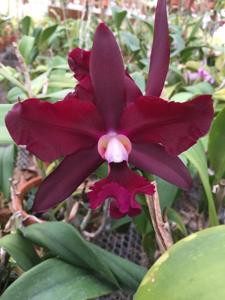 Rhyncholaeliocattleya Egyptian Queen