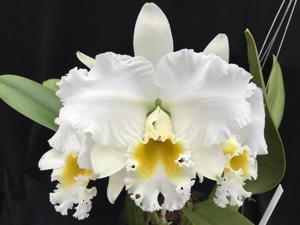 Cattleya Bow Bells