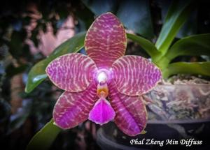 Phalaenopsis Zheng Min Diffuse