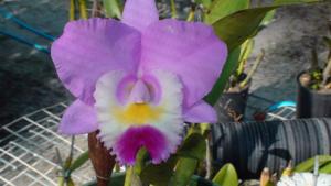 Cattleya Rosie's Surprise