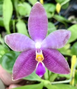 Phalaenopsis Malibu Imp