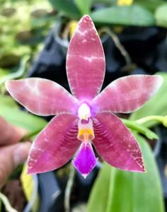 Phalaenopsis Malibu Imp