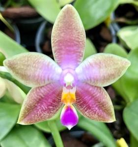 Phalaenopsis Malibu Imp