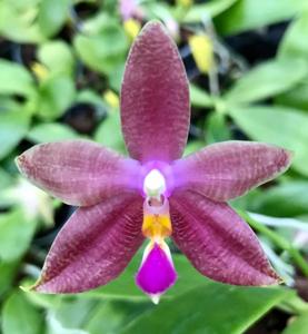 Phalaenopsis Malibu Imp