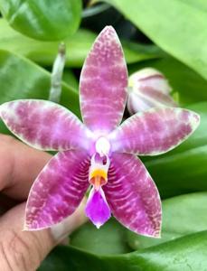 Phalaenopsis Malibu Imp