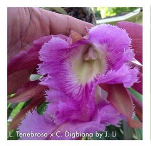 Rhyncholaeliocattleya Helen